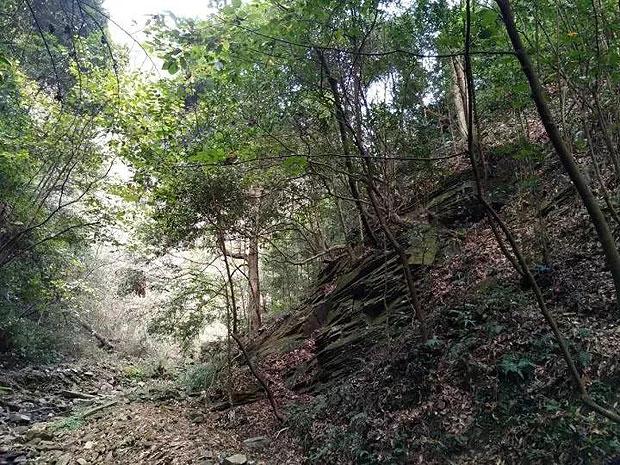 动物帮帮忙保卫家园